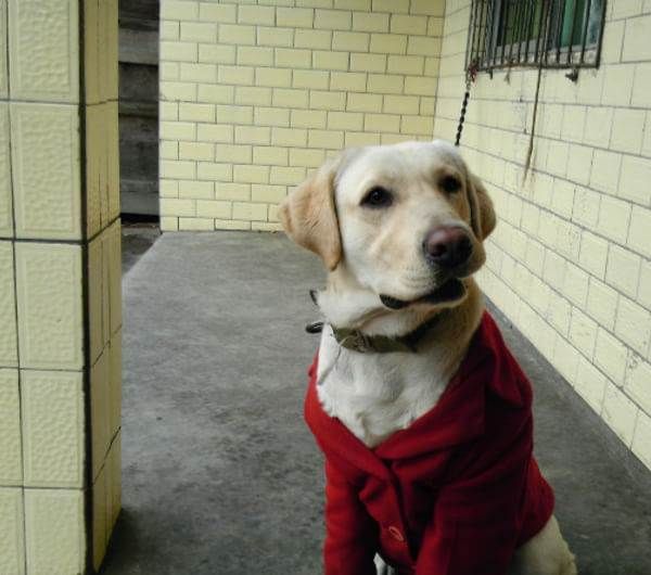 拉布拉多犬多少钱一只58同城,拉布拉多犬多少钱一只重庆