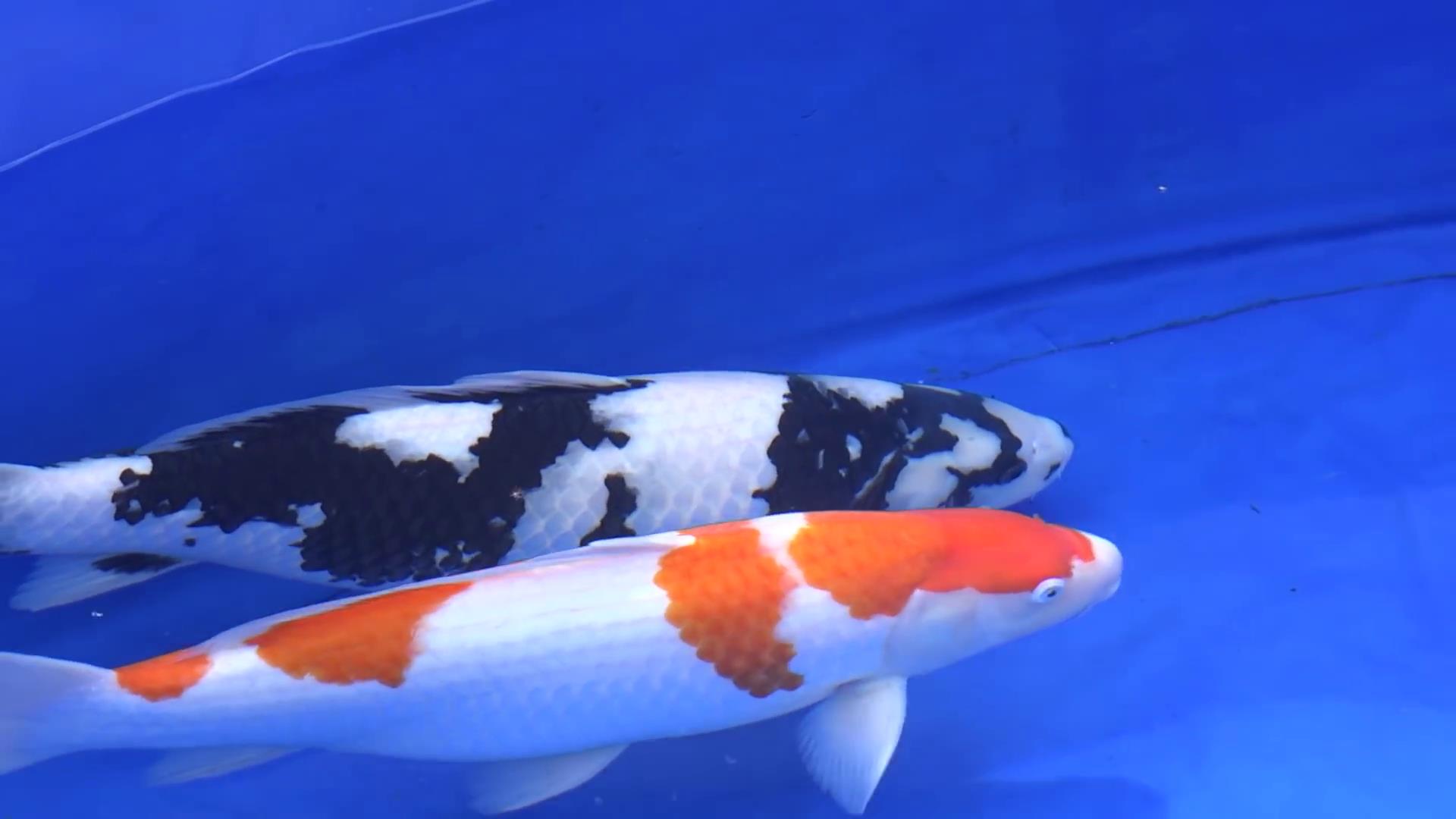 芥子锦鲤为什么那么贵,为什么一条鱼好养