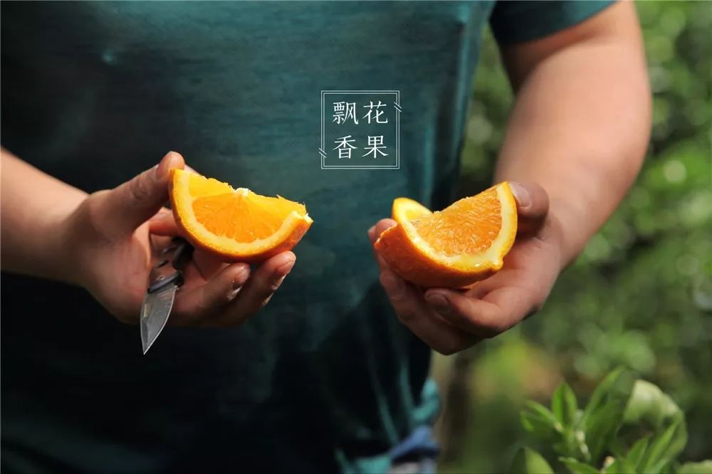 秭归脐橙分析,风云突变为什么这么严重