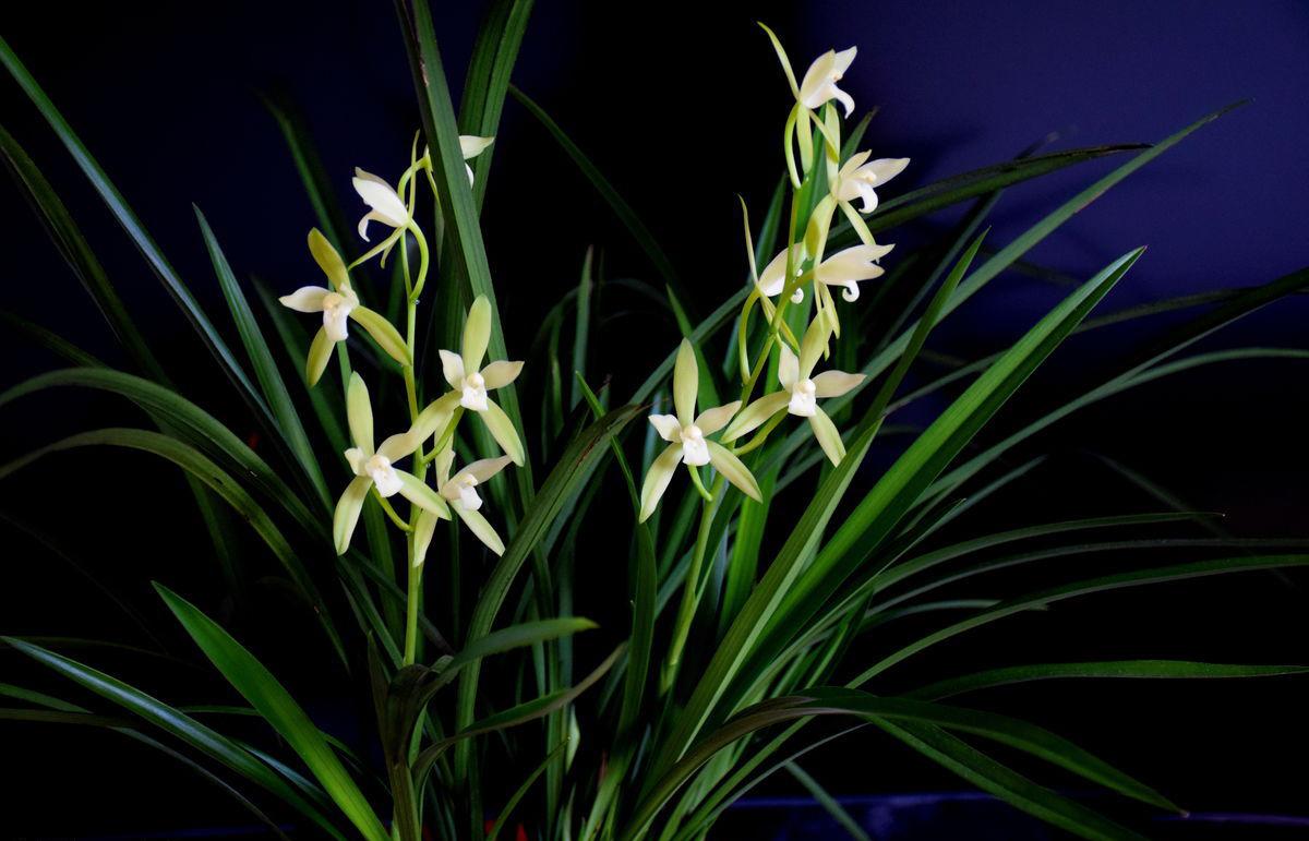 建兰怎样养才能叶亮开花,建兰花期掉花苞怎么办