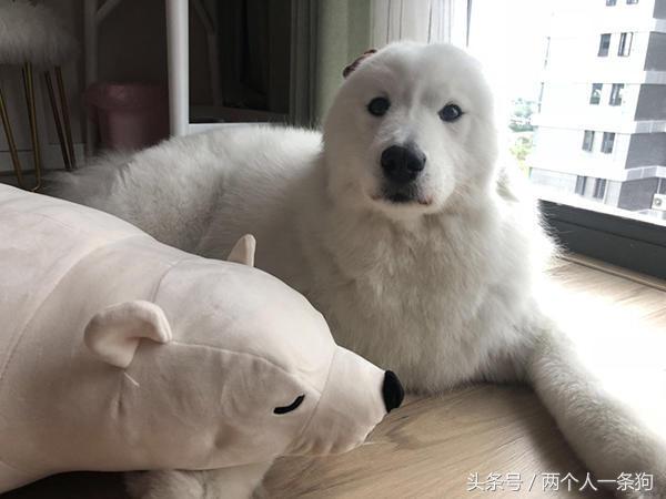 没有养过狗狗的不知道心里有多痛,不建议养萨摩耶的十种理由