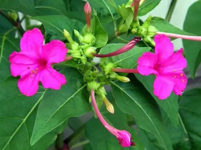 白胭脂花和紫茉莉有什么区别,紫茉莉是不是胭脂花