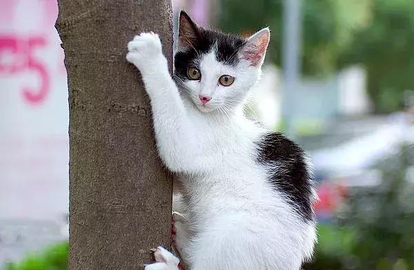 关于猫咪的趣味冷知识,关于猫咪的10个冷知识你知道几个