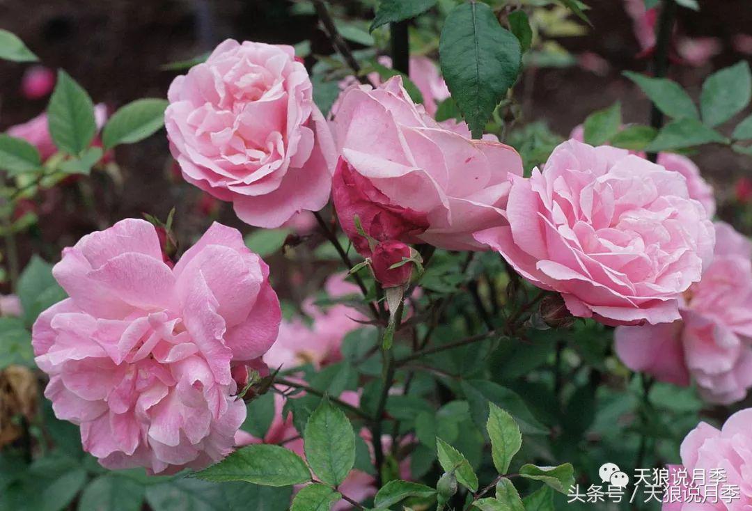 有哪些中国古老月季原生品种,中国四大古典月季