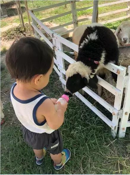 被兔子咬了需不需要打狂犬疫苗,被兔子咬了需要打疫苗吗