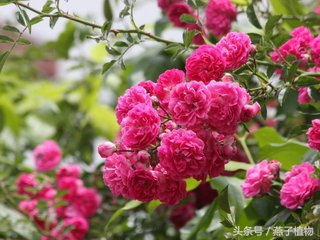 什么花和绿萝一样好养,比绿萝好养好看的花草