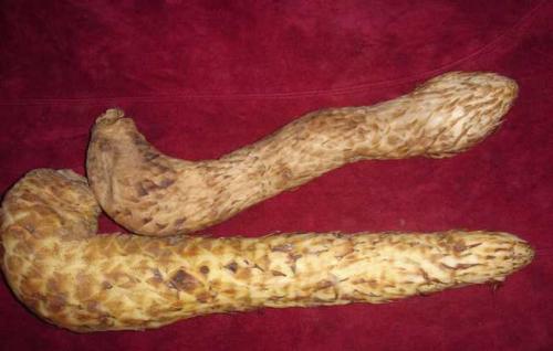 肉苁蓉能益精填髓吗,中医讲肉苁蓉功效视频