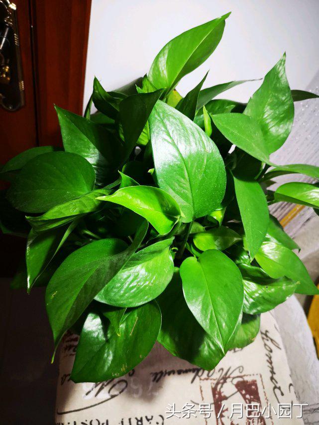 水培绿萝一周的生长情况日志,水培绿萝疯长的秘诀