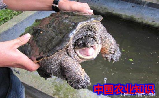 鳄鱼龟怎么养才能生长得更快,鳄鱼龟怎么饲养方式才是正确的