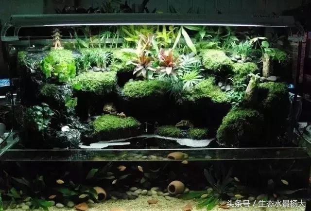 水陆缸过滤系统怎么做,水陆缸适合养什么动物