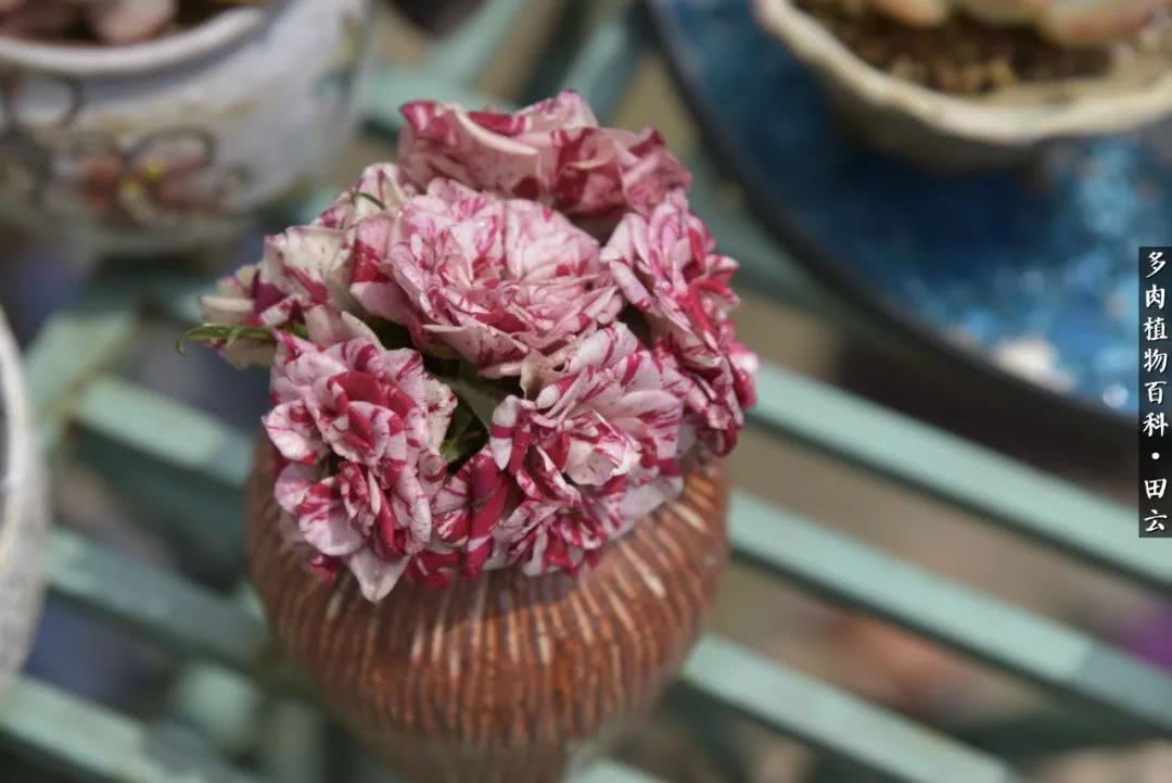 推开多肉世界的门，原来你与美食来自同一国度！