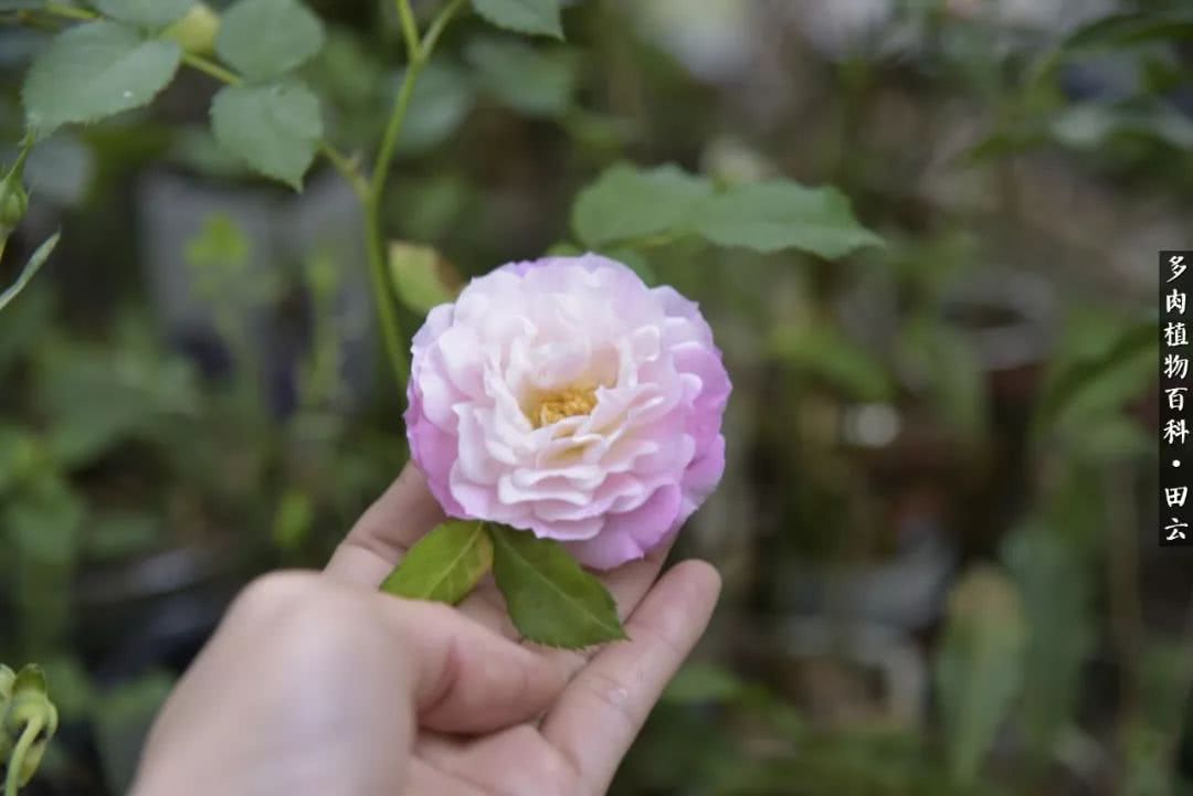 推开多肉世界的门，原来你与美食来自同一国度！