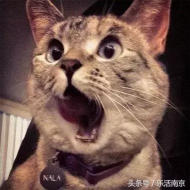 再上2天班,南京人集体放假!还有23个好消息等着你!