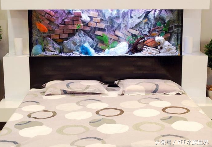 哪种鱼缸不实用,这几种鱼不要买