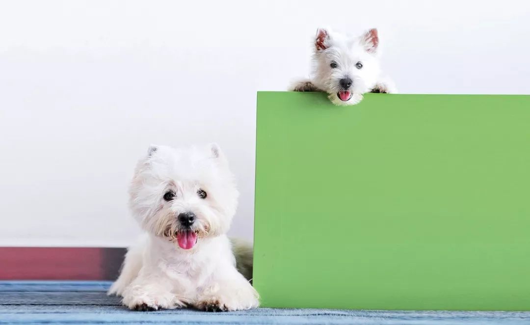 养犬须知,养犬注意事项及流程