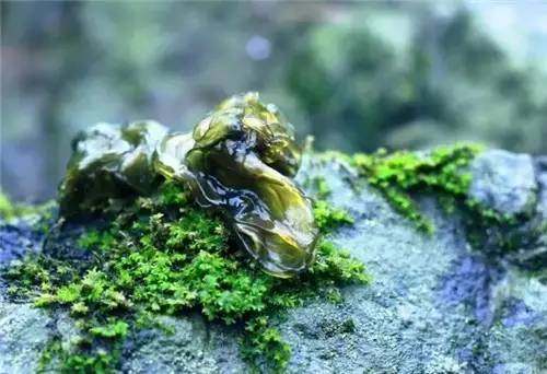 四川山里的各种野菜,四川的野菜根本吃不完你认识几种