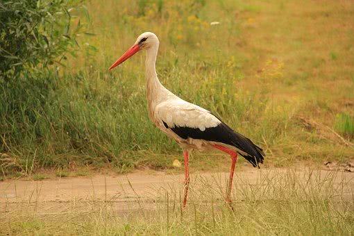 常见字飞花令诗句全集,飞花令飞字的诗句100首