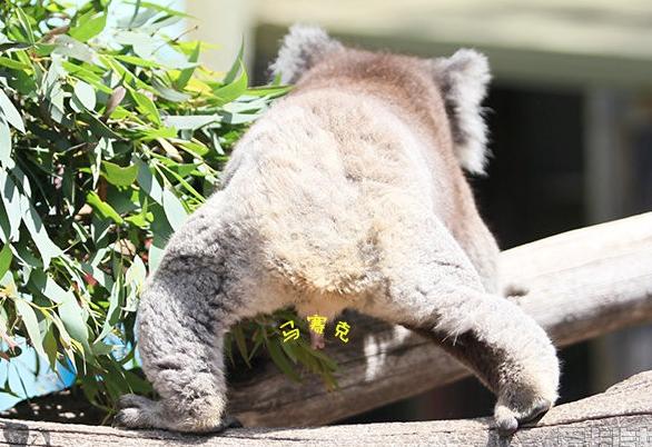 这些有趣的动物冷知识你知道吗,动物有哪些让人震惊的冷知识