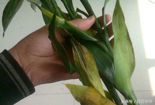 富贵竹买回来水培,富贵竹买回来要在叶子上喷水吗