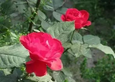 鲜花的100种花语,全部花草的花语