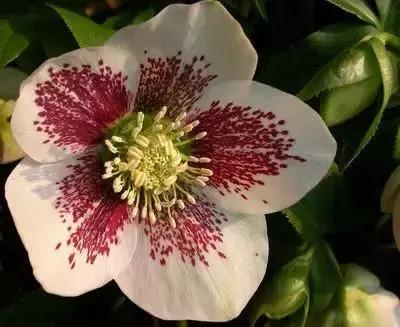 鲜花的100种花语,全部花草的花语