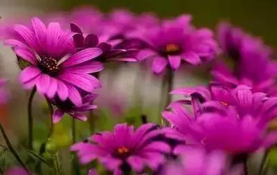 鲜花的100种花语,全部花草的花语