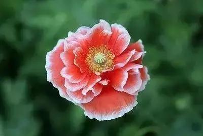 100种象征着爱情的花的花语,满天星花有几种颜色对应的花语