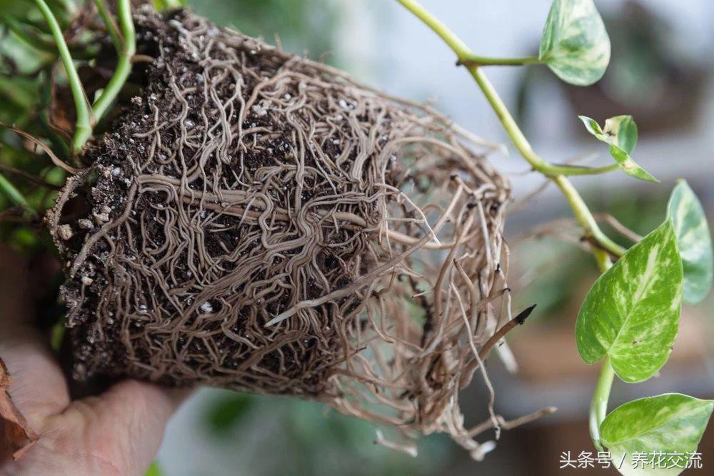 绿萝叶子发黄用维生素b12可以吗,绿萝营养液放多叶子发黄怎么补救