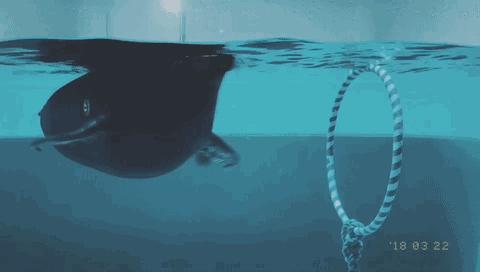 日本发现的大宝藏,日本挖出大宝藏