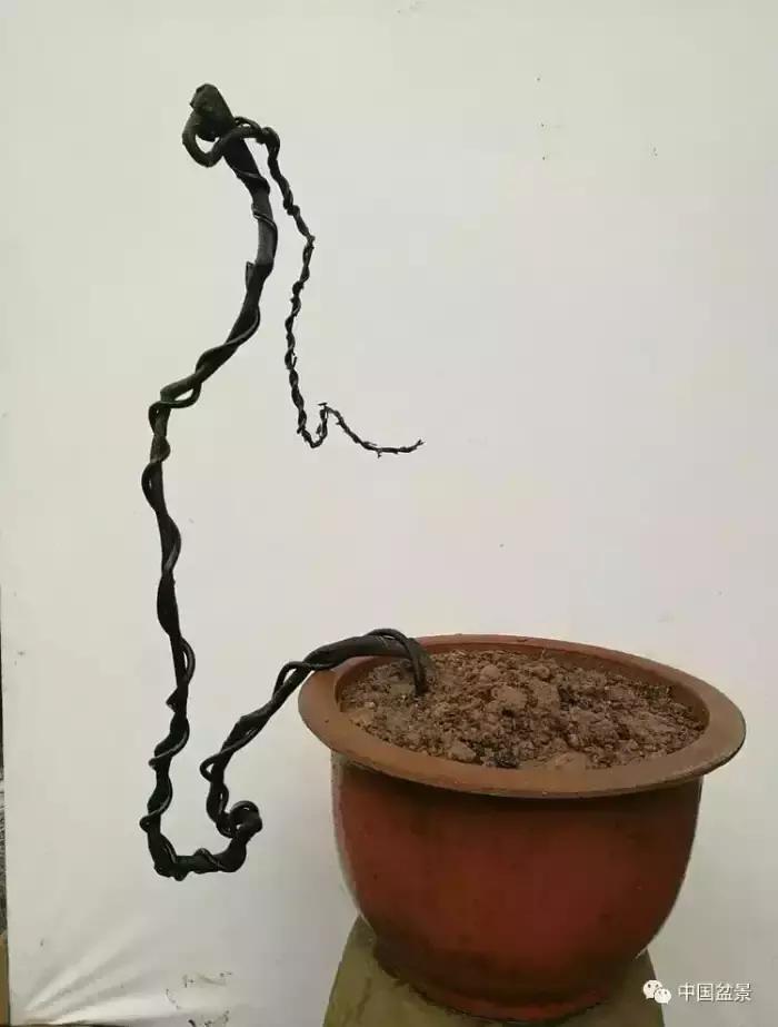 左世新金弹子盆景直播,左世新根艺金弹子