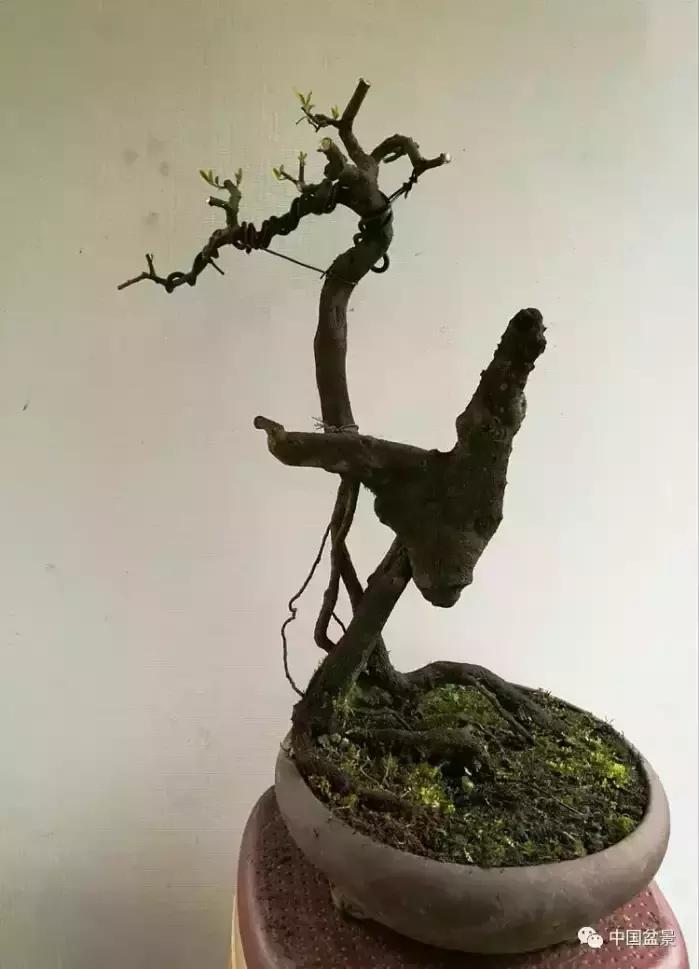 左世新金弹子盆景直播,左世新根艺金弹子