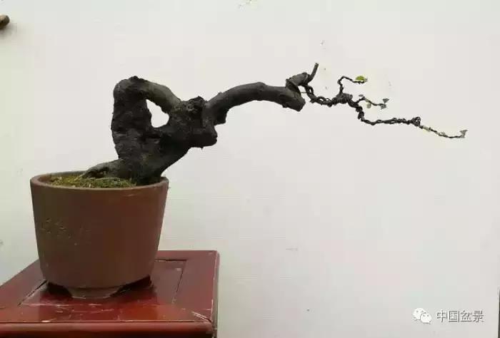 左世新金弹子盆景直播,左世新根艺金弹子