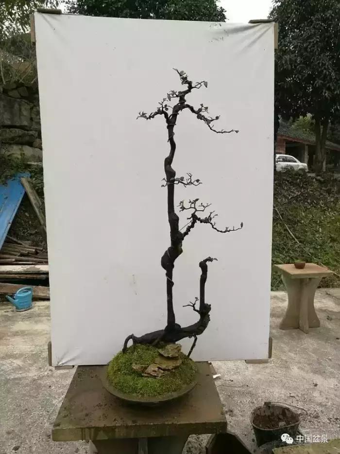 左世新金弹子盆景直播,左世新根艺金弹子