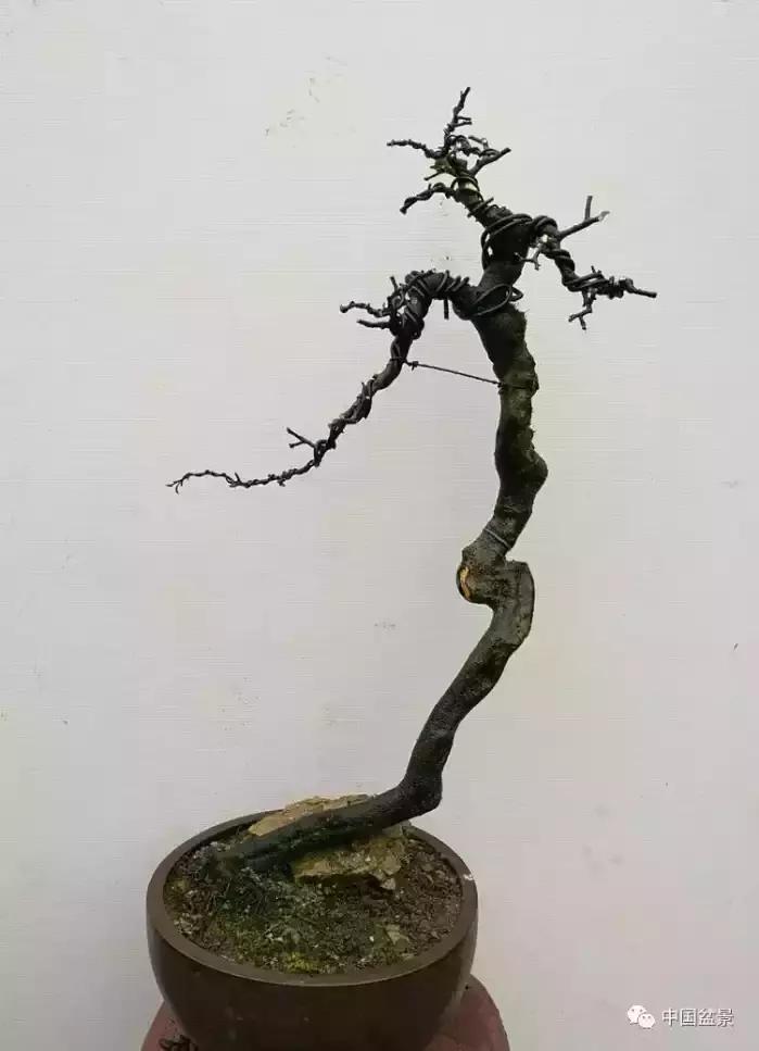 左世新金弹子盆景直播,左世新根艺金弹子