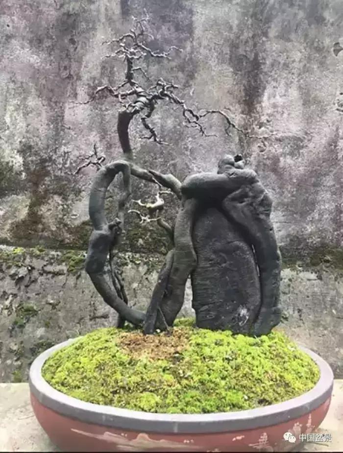 左世新金弹子盆景直播,左世新根艺金弹子