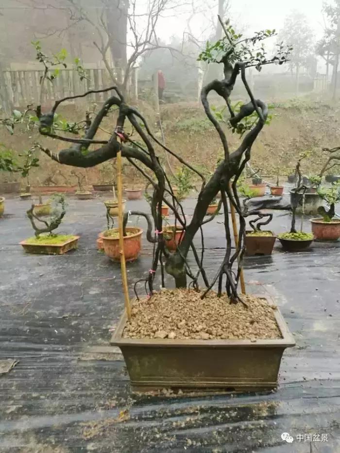 左世新金弹子盆景直播,左世新根艺金弹子