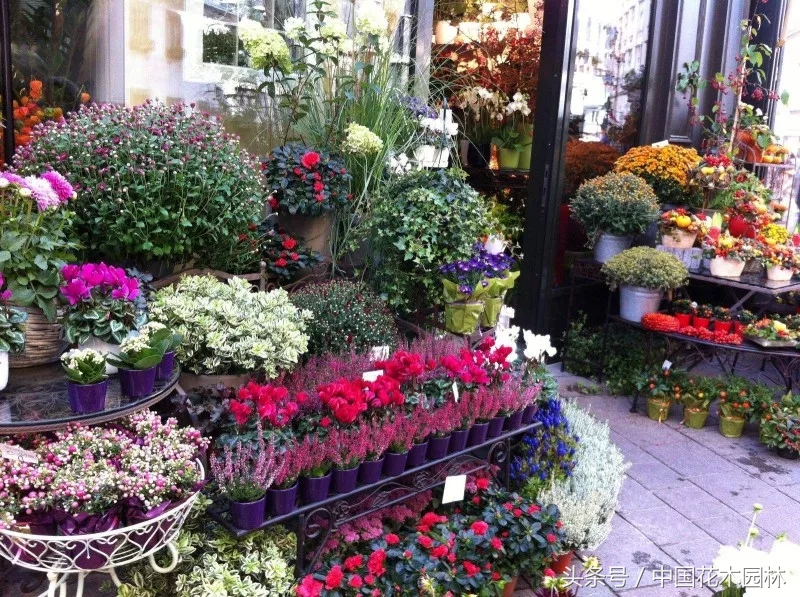 东阳开花店进货渠道,想开花店去哪里进货渠道