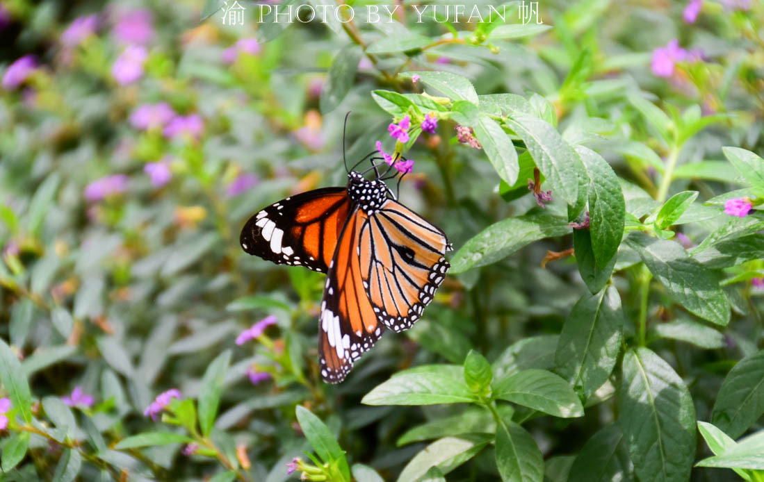 中国的国蝶是什么？居然很多人都不知道！来亚州最大有蝴蝶馆看看