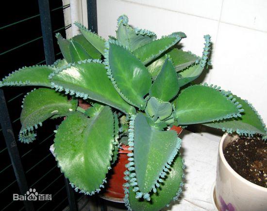 落地生根不死鸟窄叶,落地生根花不死鸟