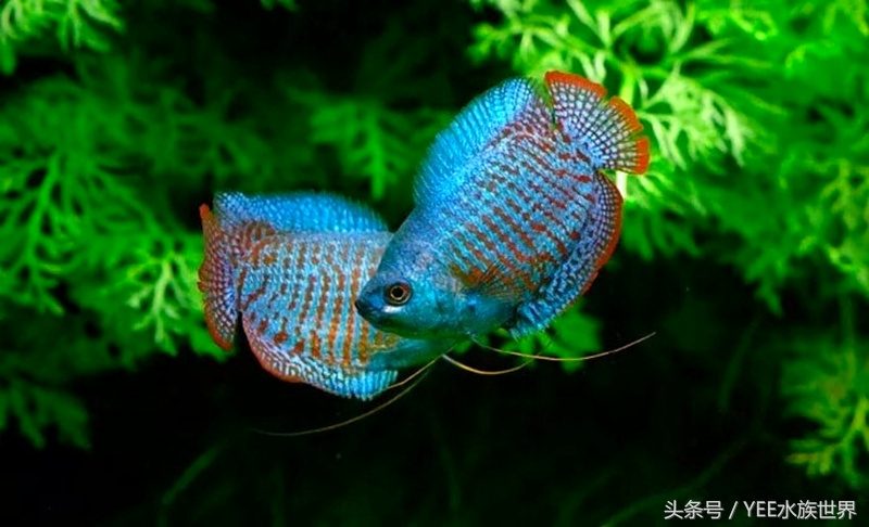 除藻后的绿藻怎么处理,除鱼缸藻类要把鱼捞出来吗