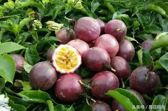 百香果栽培的最佳温度,百香果苗栽培多久能结果