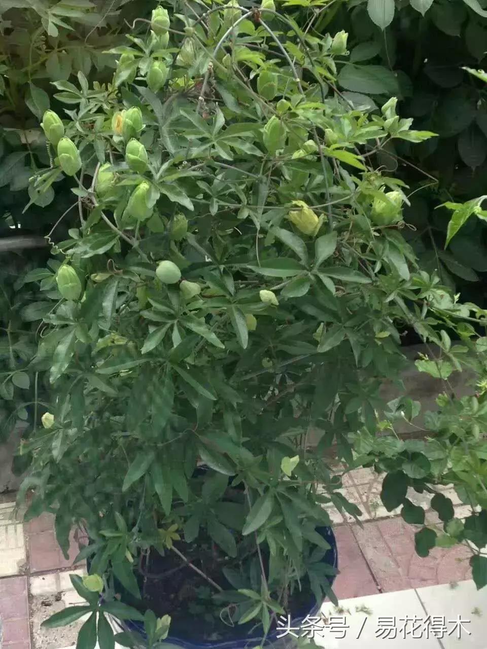 百香果栽培的最佳温度,百香果苗栽培多久能结果