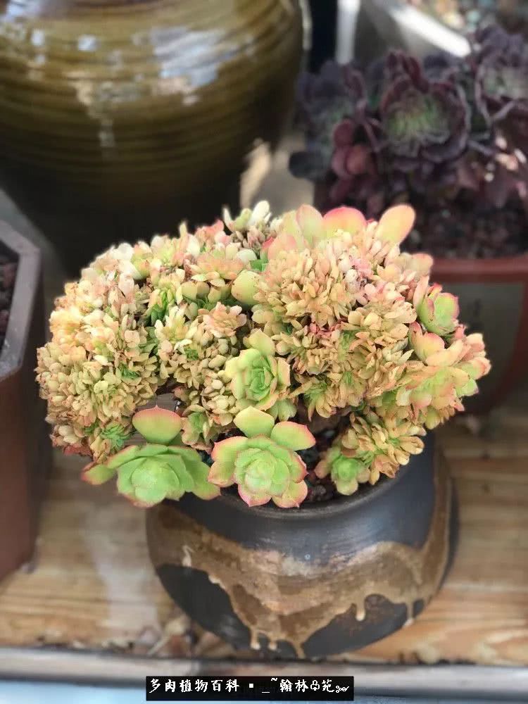 昆明精品多肉花园,昆明最好看的多肉花园