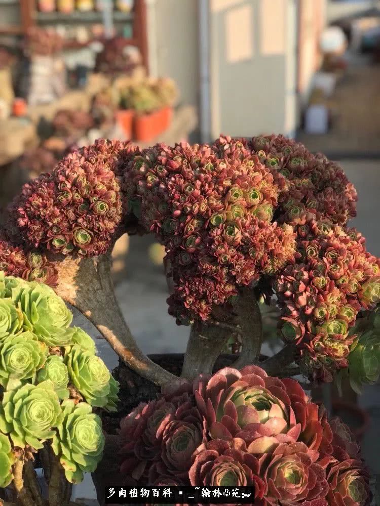 又一场法师视觉盛宴欣赏：翰林苑的昆明多肉花园！