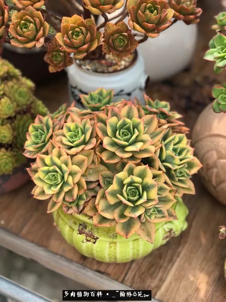 又一场法师视觉盛宴欣赏：翰林苑的昆明多肉花园！