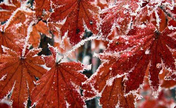 读古诗山行的诗意,山行的读书感悟