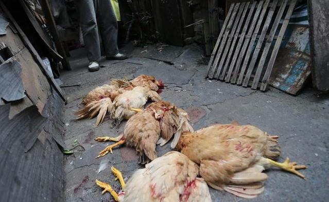 养殖鸡病来了怎么处理,鸡群应激养殖