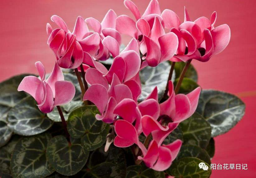 世界上最具代表5种国花,各国国花有哪些特点