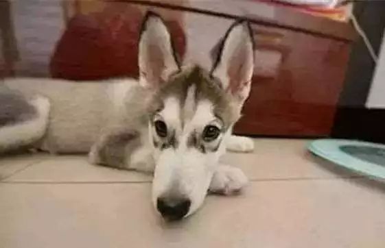 原来狗子还能丑到这种地步,盘点那些让人哭笑不得的狗子