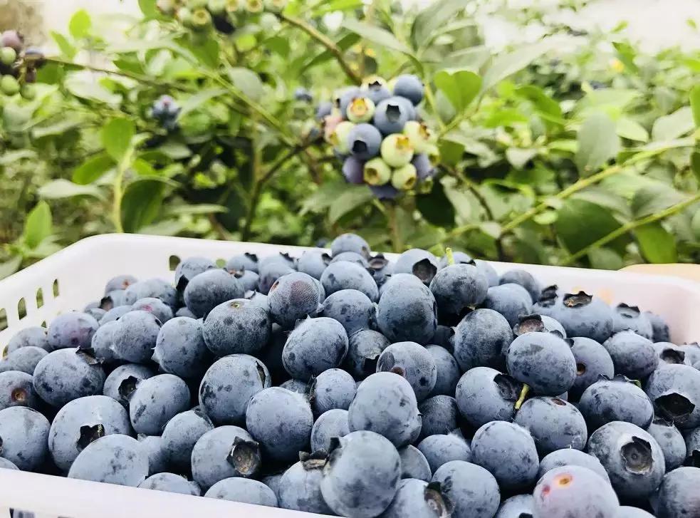 双流人公认的12大美女，一个比一个惊艳，简直是人间极品！